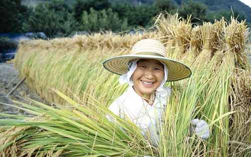 Nông nghiệp là một ngành được bảo hộ chặt chẽ ở Nhật