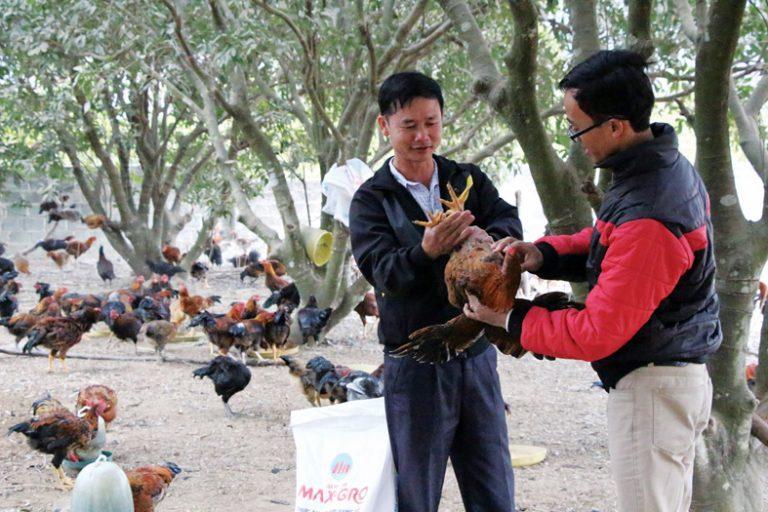 Anh Lục Văn Nhàn (bên trái) cùng nhân viên công ty Hồng Hà kiểm tra sinh trưởng của gà
