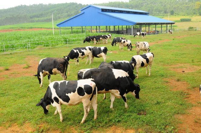 Vinamilk đầu tư nhiều trang trại bò sữa công nghệ cao